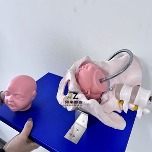 Modelo <span class=keywords><strong>de</strong></span> <span class=keywords><strong>enseñanza</strong></span> <span class=keywords><strong>de</strong></span> <span class=keywords><strong>ciencias</strong></span> médicas <span class=keywords><strong>de</strong></span> la pelvis femenina con cráneo <span class=keywords><strong>de</strong></span> cabeza fetal - Product Image 5