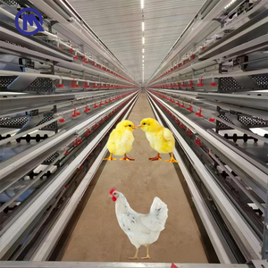 Jaula para Pollos con Estructura en H QIANMU, Equipo Avícola para Granjas Grandes, Capacidad para Más <span class=keywords><strong>de</strong></span> 50000 Pollos - Product Image 1