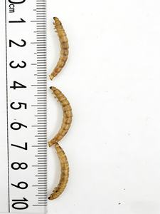 Venta al por mayor de gusanos de harina naturales secos, estándar ISO22000 HACCP, suplementos para la salud de mascotas, alimento para Koi, peces dorados, periquitos, loros y palomas - Product Image 2