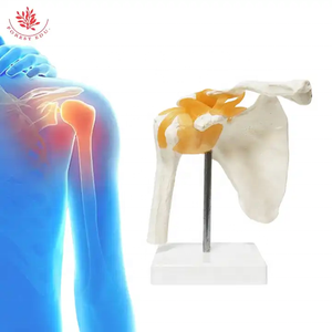 Modelo de <span class=keywords><strong>Esqueleto</strong></span> <span class=keywords><strong>Humano</strong></span> FRT026, Modelo de Articulación del <span class=keywords><strong>Hombro</strong></span> con Ligamento, Ciencia Médica, Anatomía del <span class=keywords><strong>Hombro</strong></span>, Material Didáctico - Product Image 5