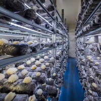 Ferme Intérieure Proposant un Ensemble Complet de Conteneurs de Culture de Champignons, Systèmes Hydroponiques et Équipements d'Usine Verticale