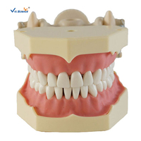 Modelo de Entrenamiento Dental con 32 Dientes Anatómicos, Encía Suave, Marco de Mandíbula DP con Fijación por Tornillo para Laboratorio de Habilidades Clínicas, CE ISO ROHS CNAS