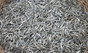 Offre spéciale poisson d'anchois séché au soleil: poisson premium du lotus bleu du Vietnam fruits de mer poisson d'anchois séché - Product Image 3