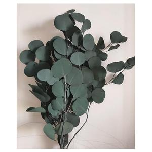 <span class=keywords><strong>Bouquet</strong></span> di Steli di Eucalipto Preservato Silver Dollar all'Ingrosso in Scatola, Grado A, Durata 3-5 Anni - Product Image 3