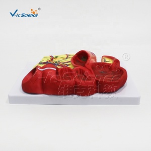 Modello Anatomico di Appendice e Ceco in PVC a Grandezza Naturale per l'Insegnamento di Gastroenterologia CE ISO ROHS CNAS - Product Image 5