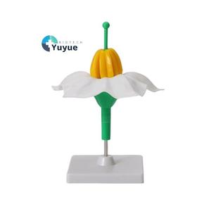 Modelo de Estructura de Flor de Papa Ampliada 5 Veces con Base Desmontable, Modelo de Anatomía Floral para la Enseñanza de Biología - Product Image 1