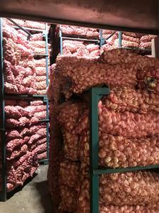 Alho Fresco 10kg em Saco de Malha, Alho de Alta Qualidade, Preço de Atacado, Alho Vermelho, Alho Branco Puro, Alho Branco Normal - Product Image 6