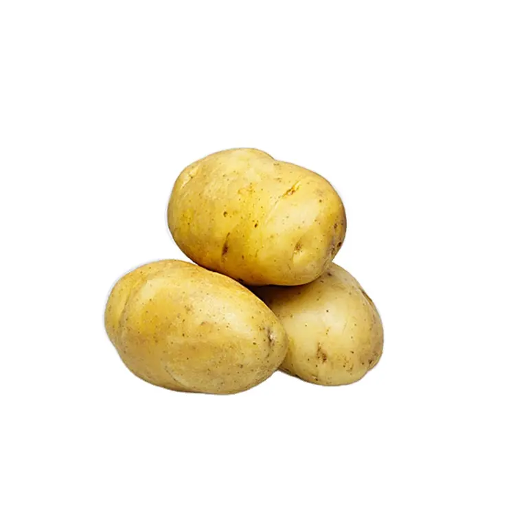 Niedriger Preis köstlicher und gesunder frischer Kartoffel lieferant