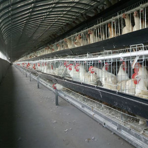 Système de cages en batterie multi-niveaux de type A pour l'élevage de poulets de chair au Ghana - Product Image 2