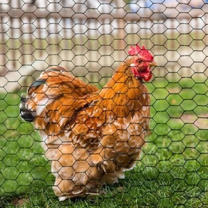 Galvanized Hexagonal <strong>Wire</strong> Mesh Poultry <strong>Netting</strong> Chicken <strong>Wire</strong> for Farm Bird and Rabbit Enclosure Fence - Product Image 1