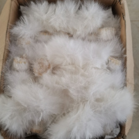 Plumes de marabout de dinde blanches enfilées, 5-7 pouces, en gros, douces et moelleuses, pour la pêche à la mouche, les chapeaux, les costumes et les loisirs créatifs