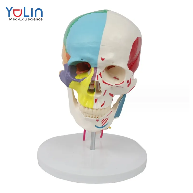 Medical Research Fine Arts Teaching Section 7頸椎の頭蓋骨モデルで、骨の色が半分の筋肉を分離しています