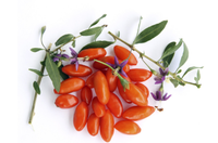 Natuurlijke Zwarte Wolfberry Fruit Gevriesdroogd Poeder Goji Bessenpoeder Wolfberry Extract