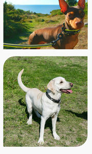 <span class=keywords><strong>Collar</strong></span> para Mascotas de Poliéster Suave de Lujo, Transpirable, Duradero, con Malla de Aire Acolchada, con Logotipo Personalizado OEM, <span class=keywords><strong>Collar</strong></span> Retráctil Táctico Ligero para Perros y Gatos - Product Image 5