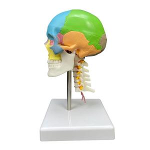 Modelo de Cráneo con Código de Color, Vértebras Cervicales y Cerebro - Herramienta Educativa de Anatomía - Product Image 4