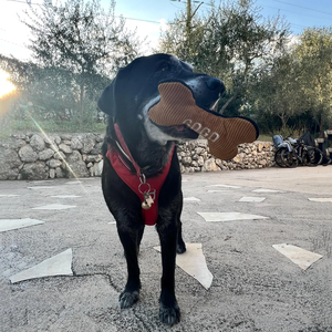 YY kemik köpek oyuncak Pet noel interaktif köpek oyuncak dayanıklı köpek oyuncaklar Pet aksesuarları - Product Image 5