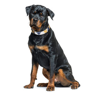 Collier pour chien en nylon à motif d'art abstrait personnalisé, boucle de collier réglable pour animaux de compagnie, impression par transfert thermique pour chiens de petite, moyenne et grande taille - Product Image 2