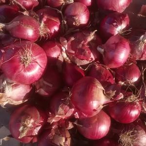 Cebollas Rojas Frescas de Yunnan, Calidad Premium, Certificación Global, Aroma Intenso, Sabor Dulce, Tamaño Pequeño 3-5cm/5-8cm, Bolsa de Malla de 10kg/20kg - Product Image 5
