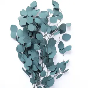 Natural Dried Preserved Eucalyptus Stems Silver Dollar Leaves Real Fresh Eucalyptus Plant For home wedding decor