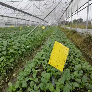 粘蝇纸消除苍蝇捕虫器陷阱贴纸来昆虫飞行昆虫