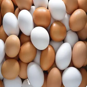 स्वस्थ सफेद और भूरे रंग के प्रमुख निर्यातक सबसे अच्छी कीमत उच्च गुणवत्ता ताजा खेत चिकन अंडे