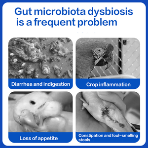 Suplementos Probióticos para la Salud de las Aves, Polvo para Loros, Suplementos Nutricionales, Salud Gastrointestinal, Digestión Lenta - Product Image 2