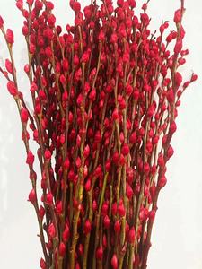 <span class=keywords><strong>Flor</strong></span> seca natural Sauce plateado Festival de primavera Plantas de flores preservadas Decoración para el hogar <span class=keywords><strong>Salix</strong></span> Argyracea - Product Image 2