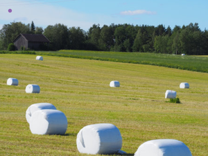 Film d'emballage pour ensilage 75cm*25mic*1650m 7 couches UV 14 mois Anti-oiseaux et insectes Film d'emballage agricole pour balles Usine Sinyar - Product Image 4