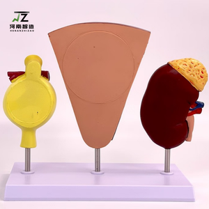 Modèle d'anatomie humaine de haute qualité du rein et du néfroome gloméral - Product Image 4