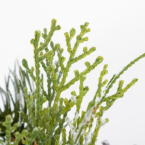 Co-Arts Red Pine 7" Pre Lite <b>Christmas</b> <b>Tree</b> for Window - Product Image 3