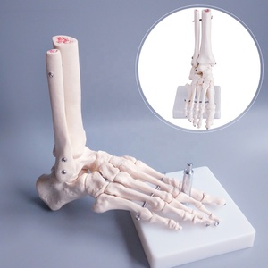 Modelo Anatómico de Pie y <span class=keywords><strong>Tobillo</strong></span> <span class=keywords><strong>Humano</strong></span> de Tamaño Real para Educación Médica con Tibia y Peroné, Certificado ISO CE - Product Image 4