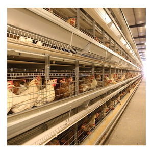 A Type 3 Layers Steel Structure Large Scale <strong>Broiler</strong> Breeding Chicken Battery <strong>Cage</strong> for Poultry Shed - Product Image 5