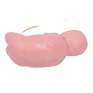 DARHMMY Mannequin anatomique avancé en plastique PVC Modèle de ponction lombaire néonatale pour la formation clinique en sciences médicales - Product Image 1