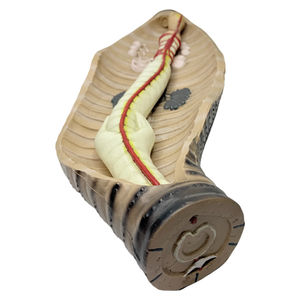 प्रीमियम केंचुआ विच्छेदन मॉडल; बहुत बड़े आकार-केंचुआ 63 cm लंबी और 23 cm विस्तृत/जैविक मॉडल - Product Image 5