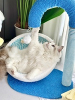 Lit pour chat mignon, griffoir et arbre à chat, structure d'escalade durable en polyester anti-déchirure, jouet pour chat toutes saisons