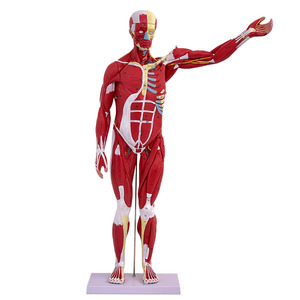 Maniquí de Ciencias Médicas, Modelo Muscular <span class=keywords><strong>Humano</strong></span> Masculino de 80 cm <span class=keywords><strong>con</strong></span> 27 Partes, Incluye Órganos Internos para Entrenamiento <span class=keywords><strong>y</strong></span> Estudio Anatómico - Product Image 2