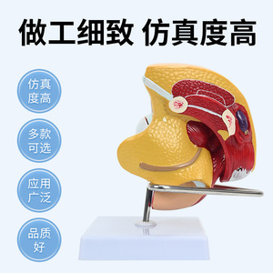 Modèles du système reproducteur masculin et féminin ; modèles pédagogiques du système urinaire hospitalier ; modèles d'anatomie sagittale des organes humains. - Product Image 5