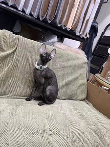 Venta al por mayor de <span class=keywords><strong>collar</strong></span> de lujo de cristal para perros y gatos-Decoración de Halloween y Navidad - Product Image 3