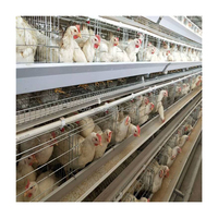 Cages à Poules Pondeuses de Type A Entièrement Automatiques et Manuelles Haute Qualité État Neuf