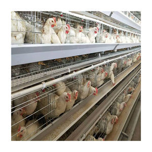 A-Type Volautomatische En Handmatige Eierlaag Kippenkooien Van Hoge Kwaliteit Nieuwe Staat - Product Image 5