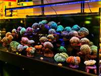 A.S. Acuario marino de roca bioactiva respetuoso con el medio ambiente, Arrecife de Coral, característica de paisajismo de cerámica de roca viva, BR21-S