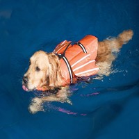 Nouvelle Veste de Sauvetage Réfléchissante en Polyester pour Chien avec Ailes d'Ange, Vêtement de Natation d'Été pour l'Extérieur