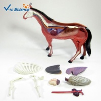 Modèle anatomique de squelette musculaire de cheval en plastique 4D, très vendu, avec des animaux, aides pédagogiques médicales
