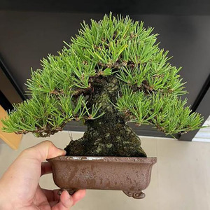 Origen de la variedad de bonsái completa y fácil de cultivar para decoración de jardines de flores y decoración exterior - Product Image 3
