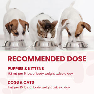 Complément alimentaire liquide pour chiens et chats, soutien sanguin, fer, marque privée OEM, gouttes de fer liquide pour animaux de compagnie, complément vitaminique, favorise la santé sanguine - Product Image 6