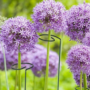 <span class=keywords><strong>Support</strong></span> métal porte-<span class=keywords><strong>plante</strong></span> escalade intérieur petit mini treillis pour plantes <span class=keywords><strong>en</strong></span> <span class=keywords><strong>pot</strong></span> treillis de jardin - Product Image 5