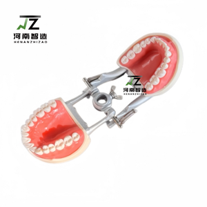 32 pz modelli Typodont studio dentistico con Kilgore staccabile denti modelli per l'insegnamento all'ingrosso modelli dentali - Product Image 3