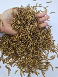 Großhandel Hochwertiges Katzen-, Vogel- und Fischfutter mit Getrockneten Gelben Mehlwürmern und Hohem Proteingehalt zur Ergänzung von Vitaminen - Product Image 3