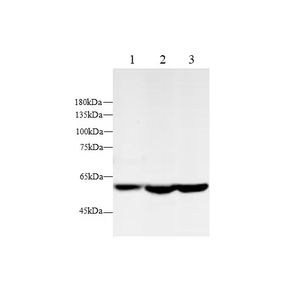 Anticorps polyclonaux <span class=keywords><strong>Alpha2</strong></span> - Product Image 1