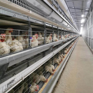 A HType 공장 가격 자동 배터리 닭 층 감금소 치킨 기계 - Product Image 4